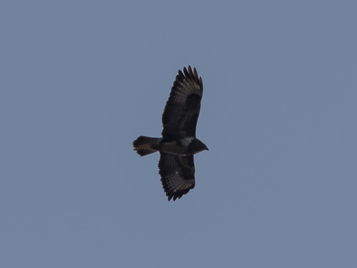 Flug